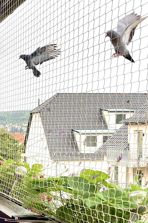 Bird-Free Zones